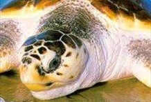 Praia Do Forte - Sea Turtle Nesting Grounds